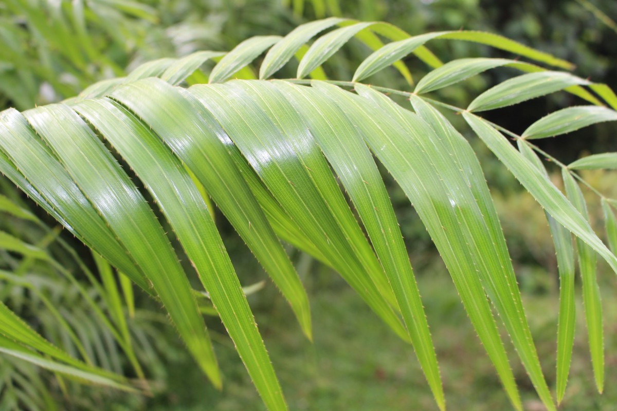 Calamus rotang L.